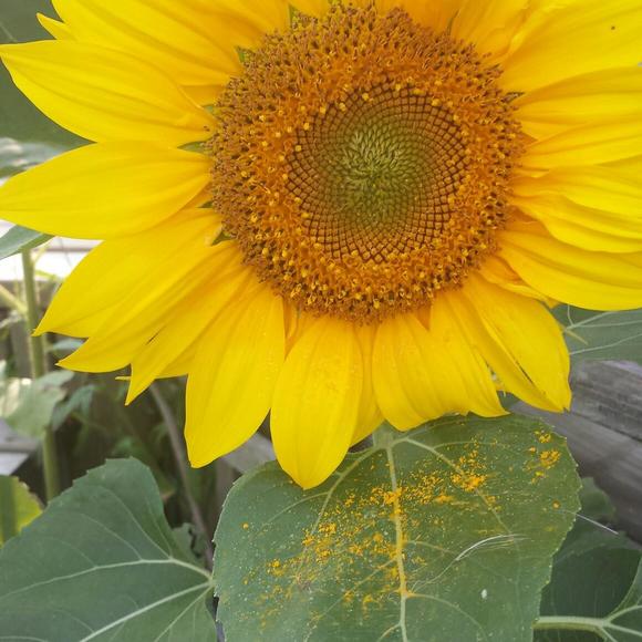 Meet your Posher, Lisa - Picture 1 of 1